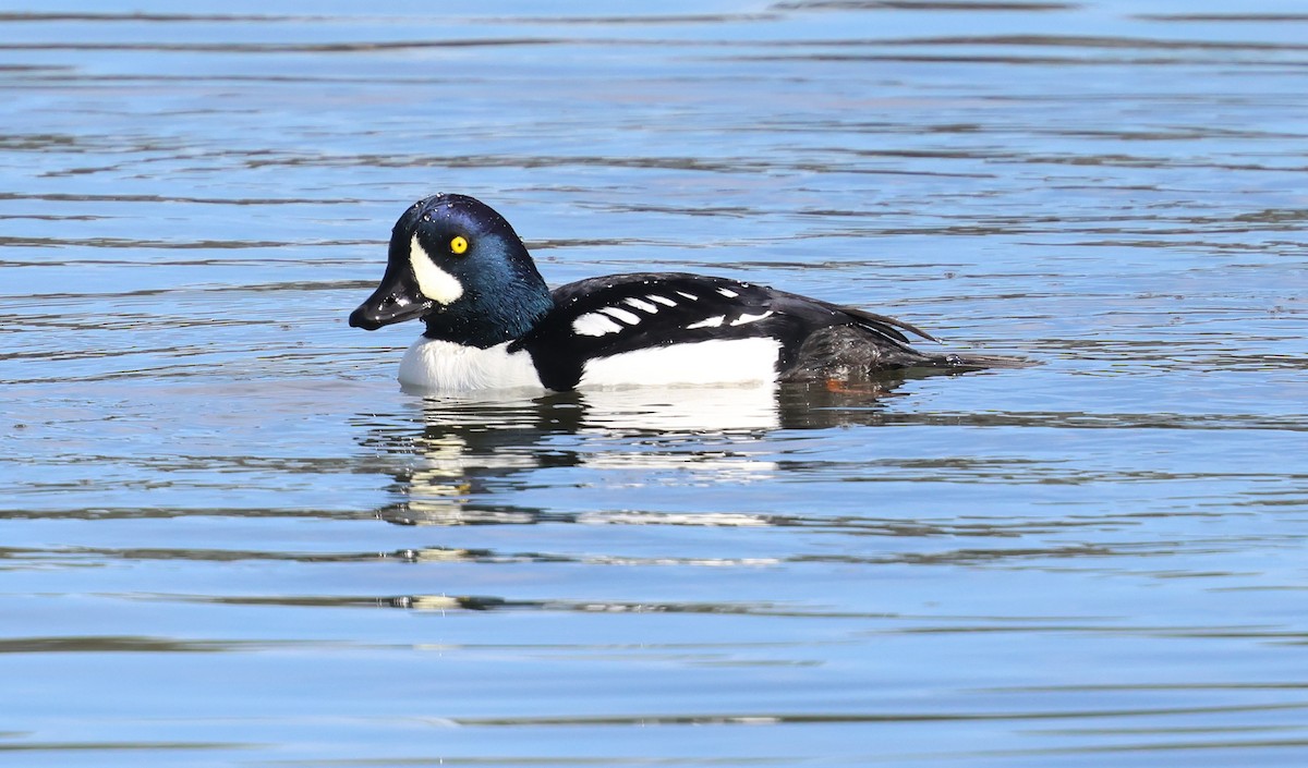 Barrow's Goldeneye - ML645842292