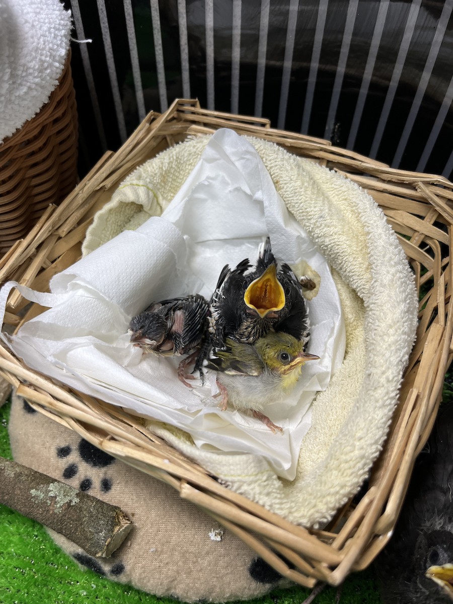 Eurasian Tree Sparrow - ML645842294