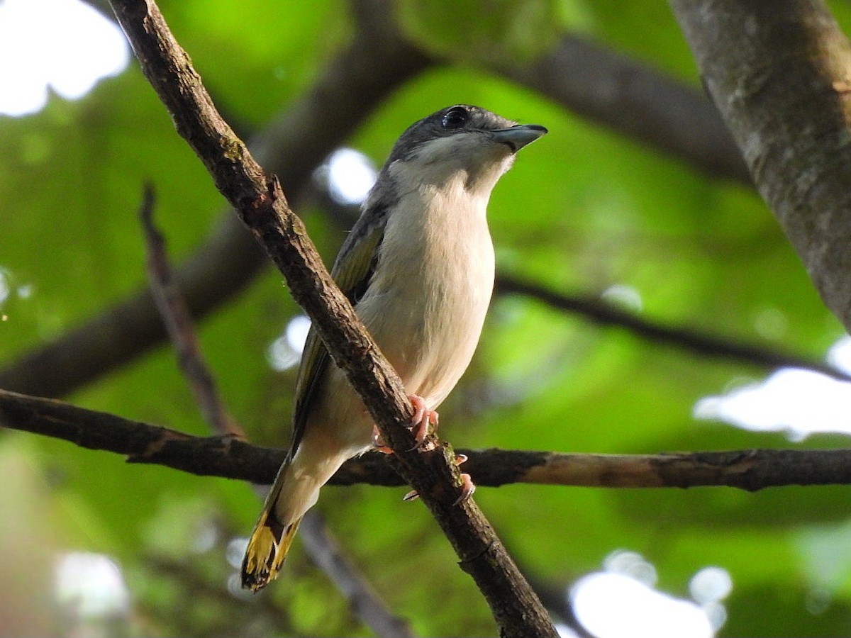 White-browed Shrike-Babbler - ML645842296