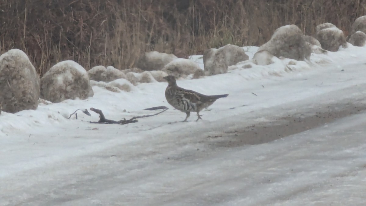 Ruffed Grouse - ML645842297