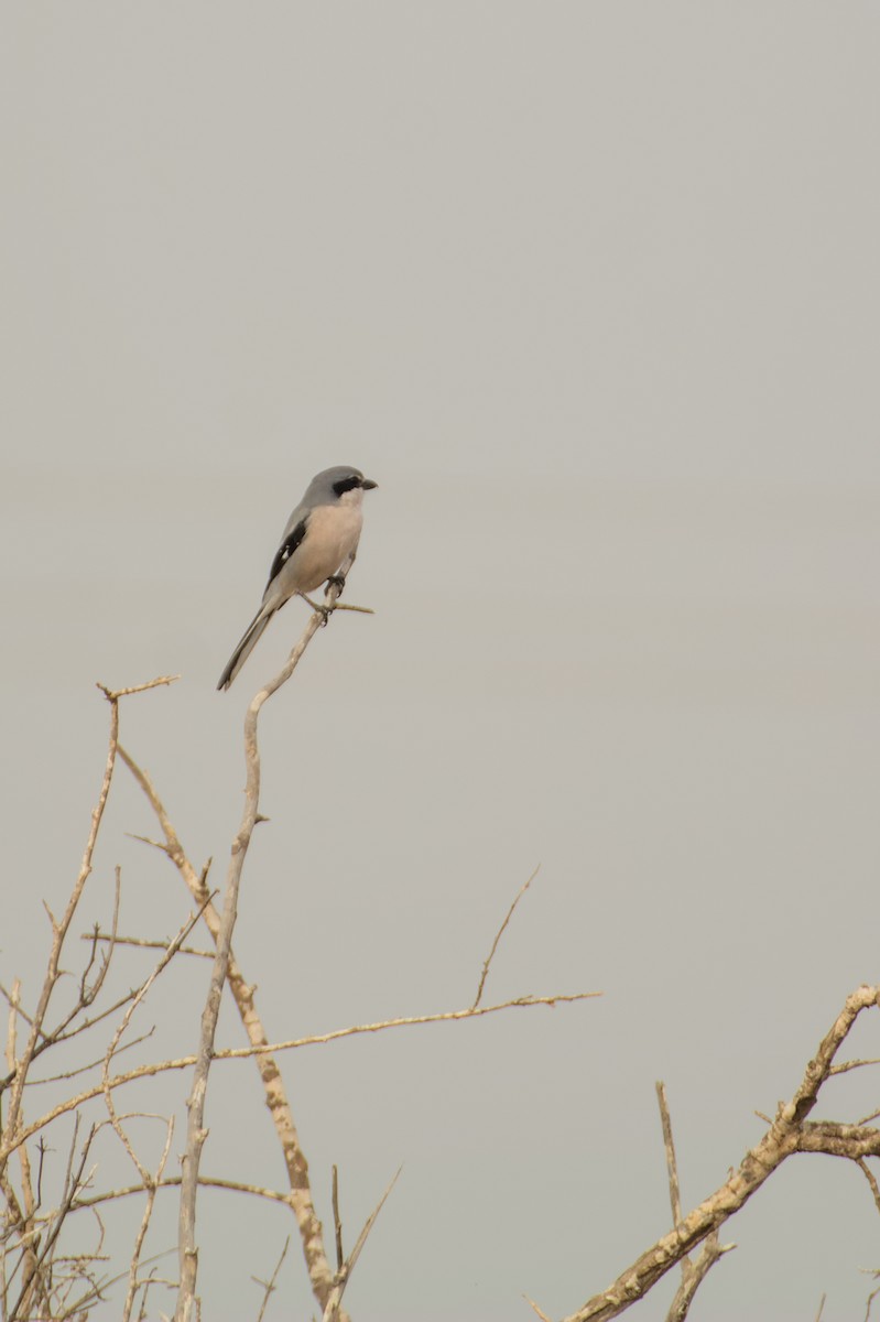 Iberian Gray Shrike - ML645842299