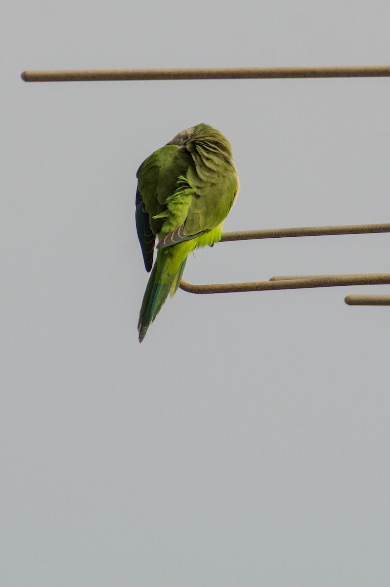 Monk Parakeet - ML645842300