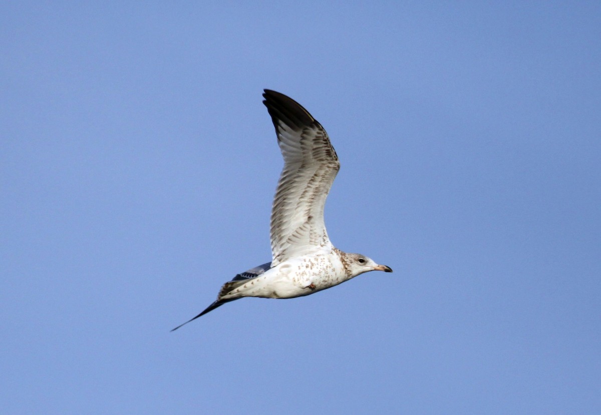 Ring-billed Gull - ML645842302