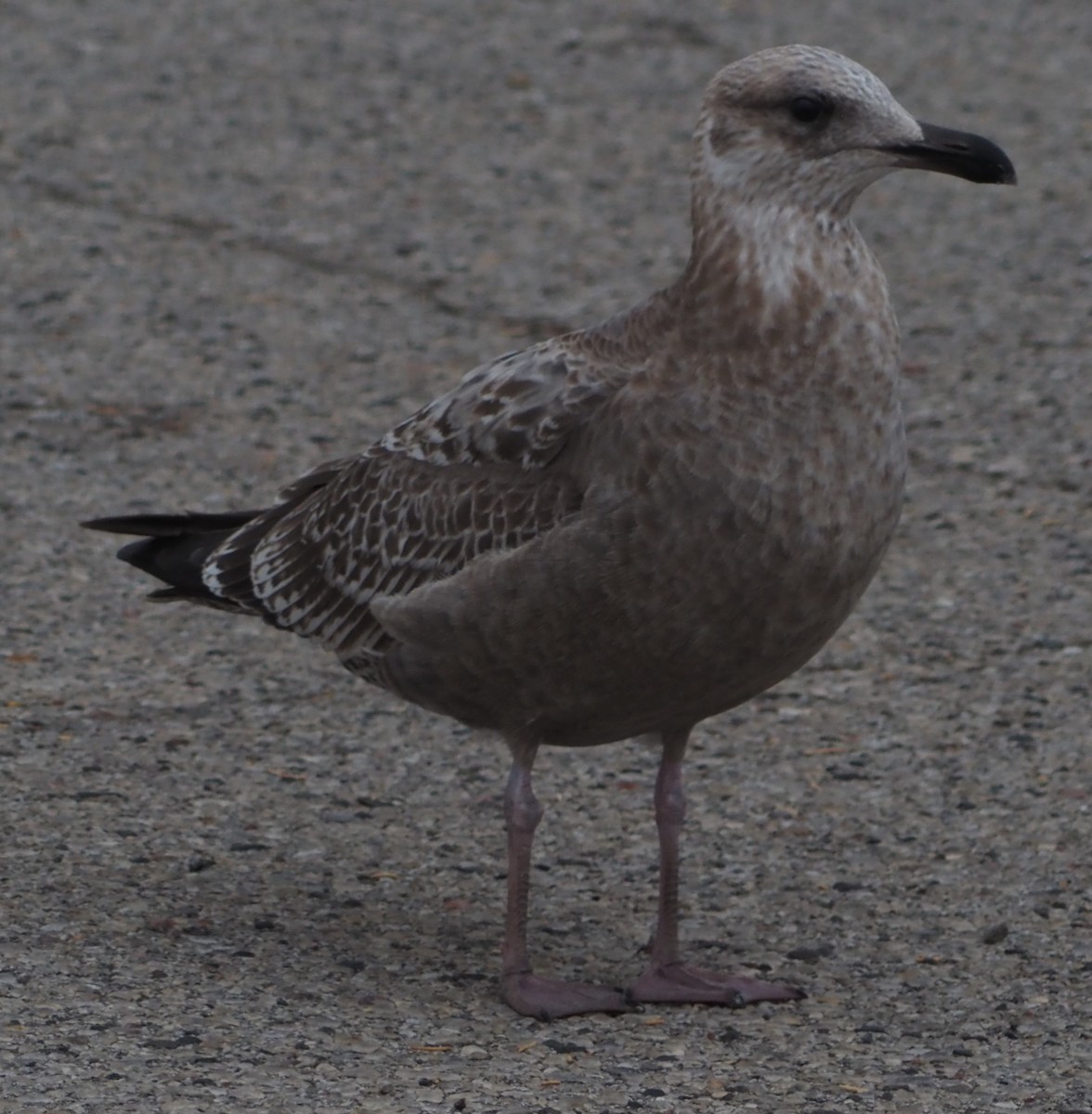 American Herring Gull - ML645842303