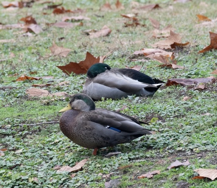 Mallard/American Black Duck - ML645842304
