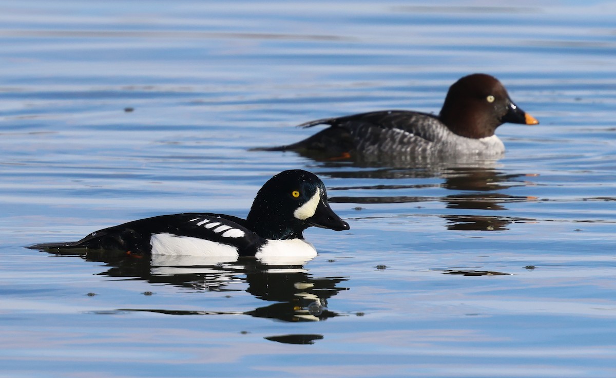 Barrow's Goldeneye - ML645842308