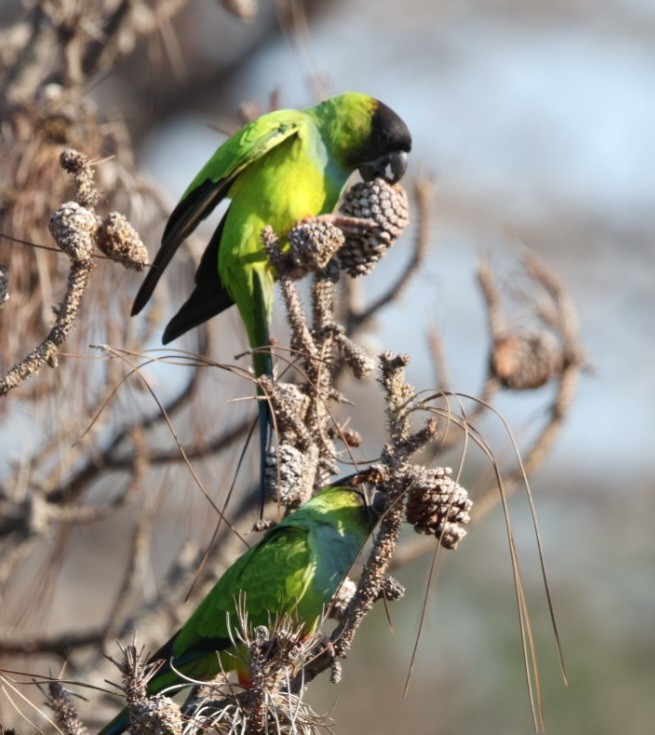 Nanday Parakeet - ML645842309