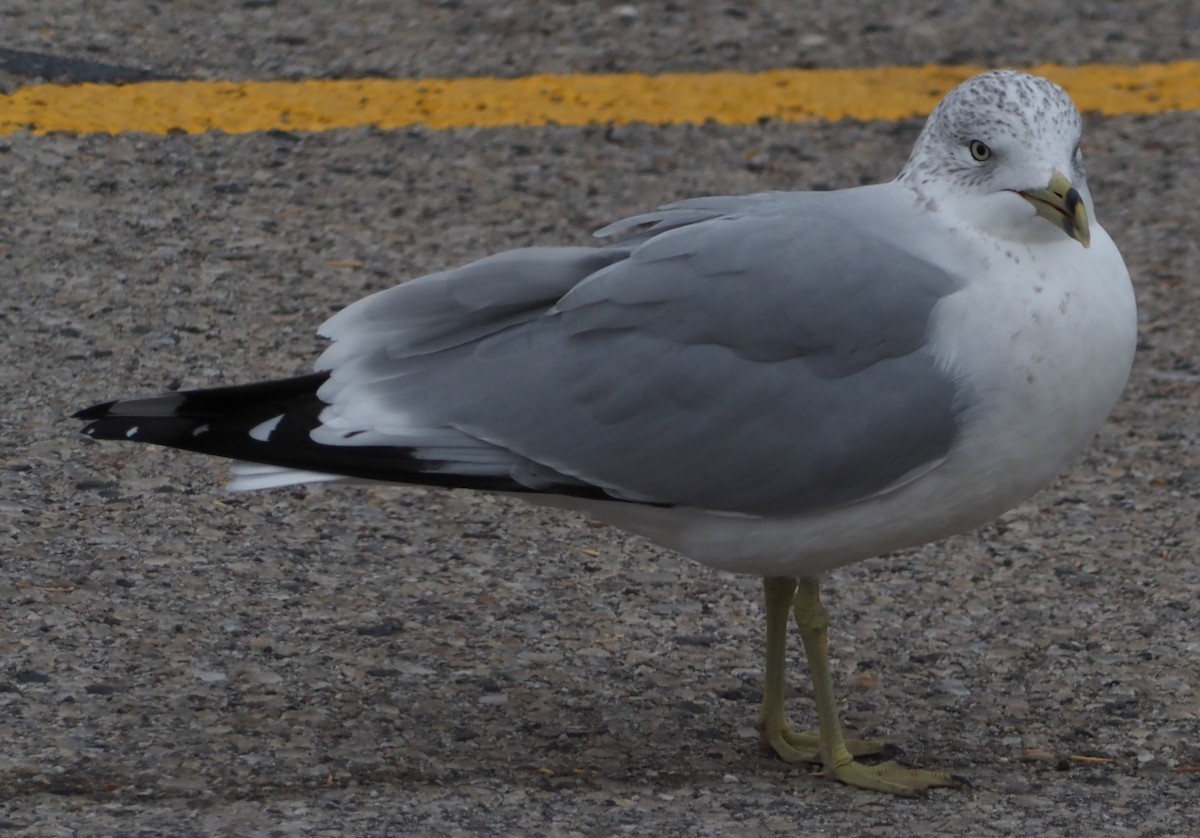 Goéland à bec cerclé - ML645842314