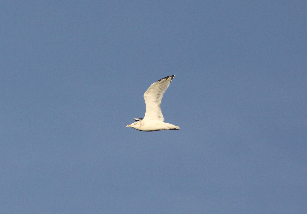American Herring Gull - ML645842321