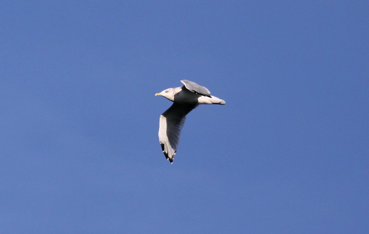 American Herring Gull - ML645842322