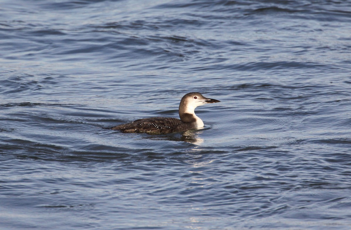 Common Loon - ML645842326