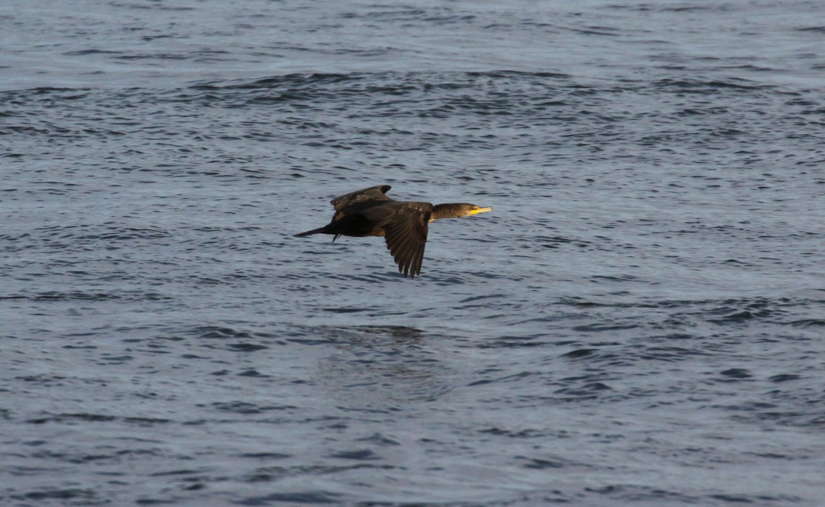 Cormoran à aigrettes - ML645842329