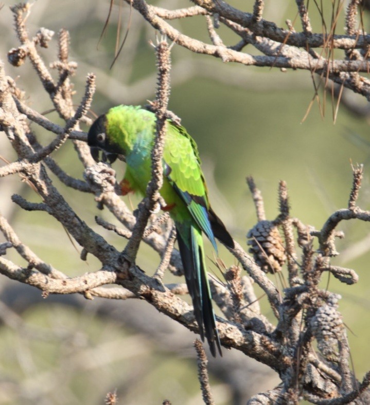 Nanday Parakeet - ML645842331