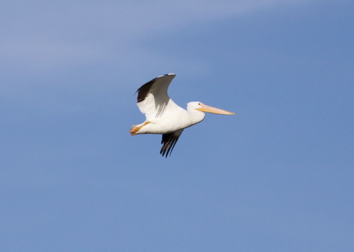 American White Pelican - ML645842333