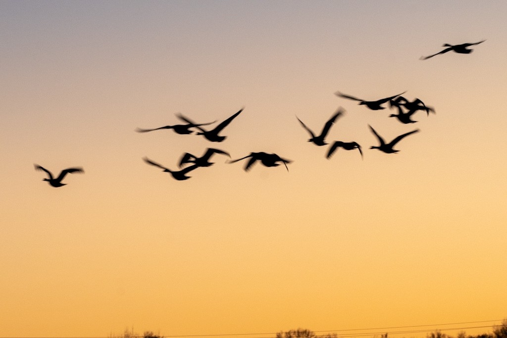 Canada Goose - ML645842340