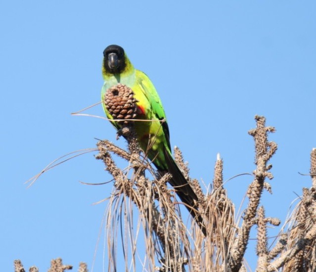 Nanday Parakeet - ML645842343