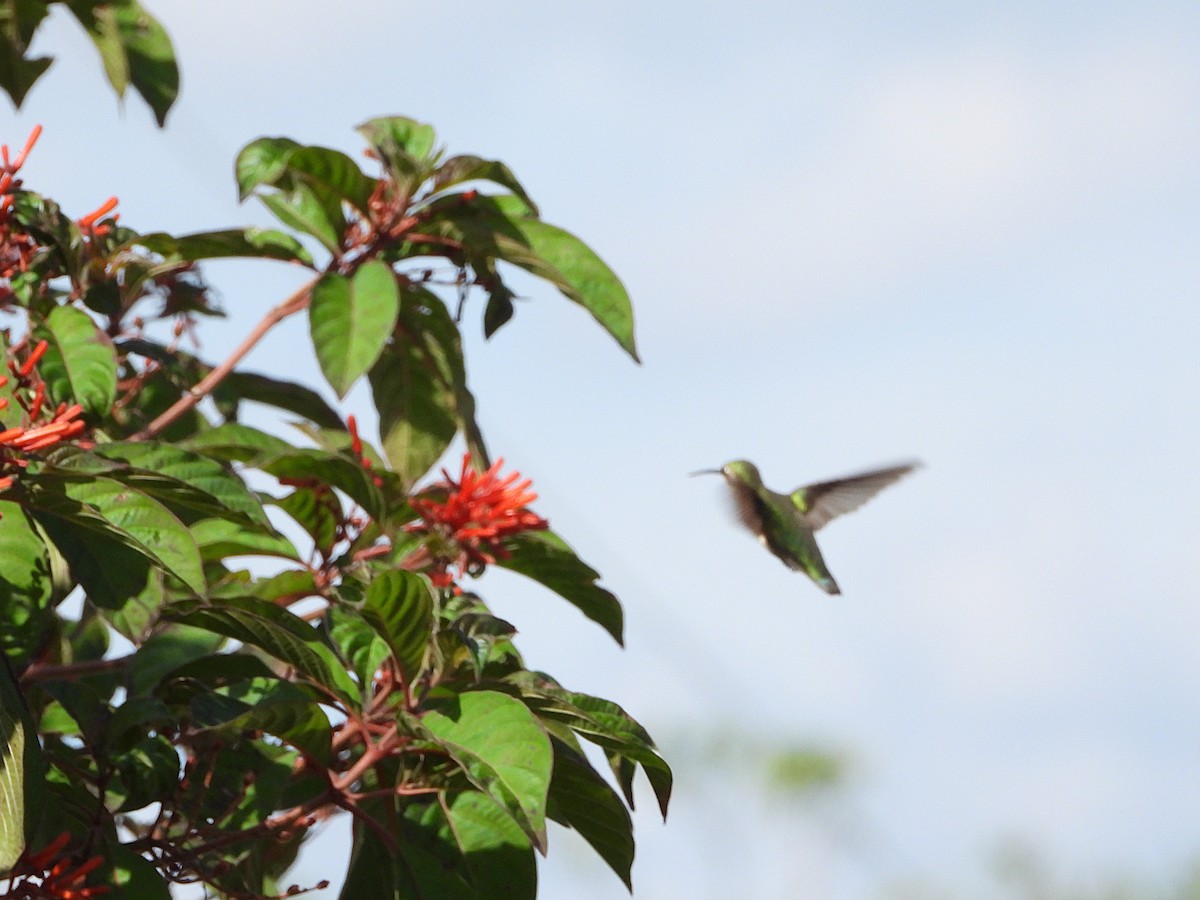 Колібрі рубіновогорлий - ML645842344