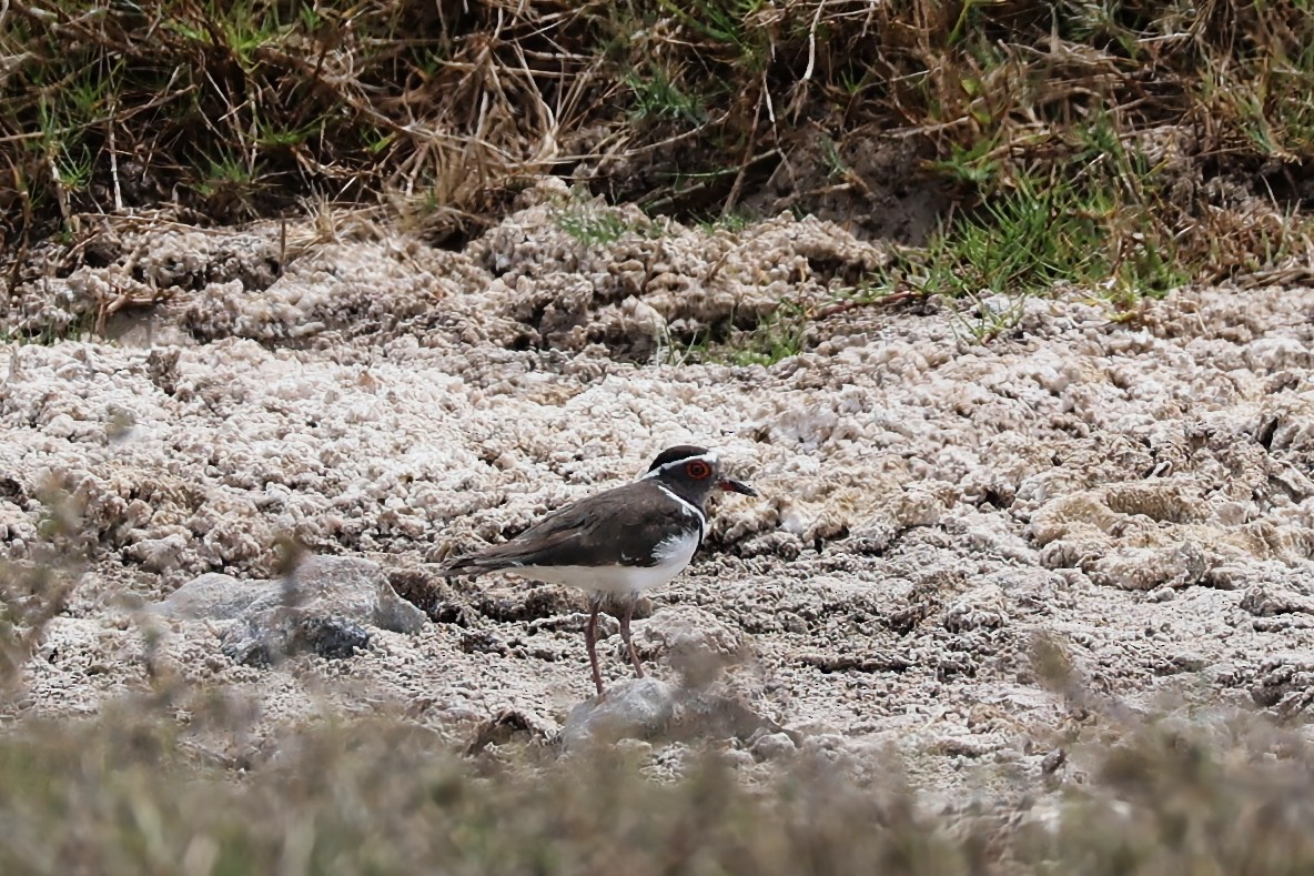 Three-banded Plover - ML645842366