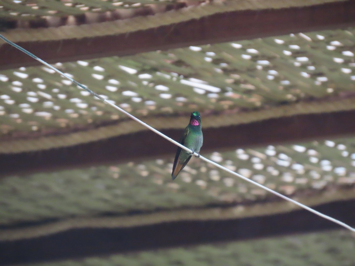 Brazilian Ruby - ML645842369