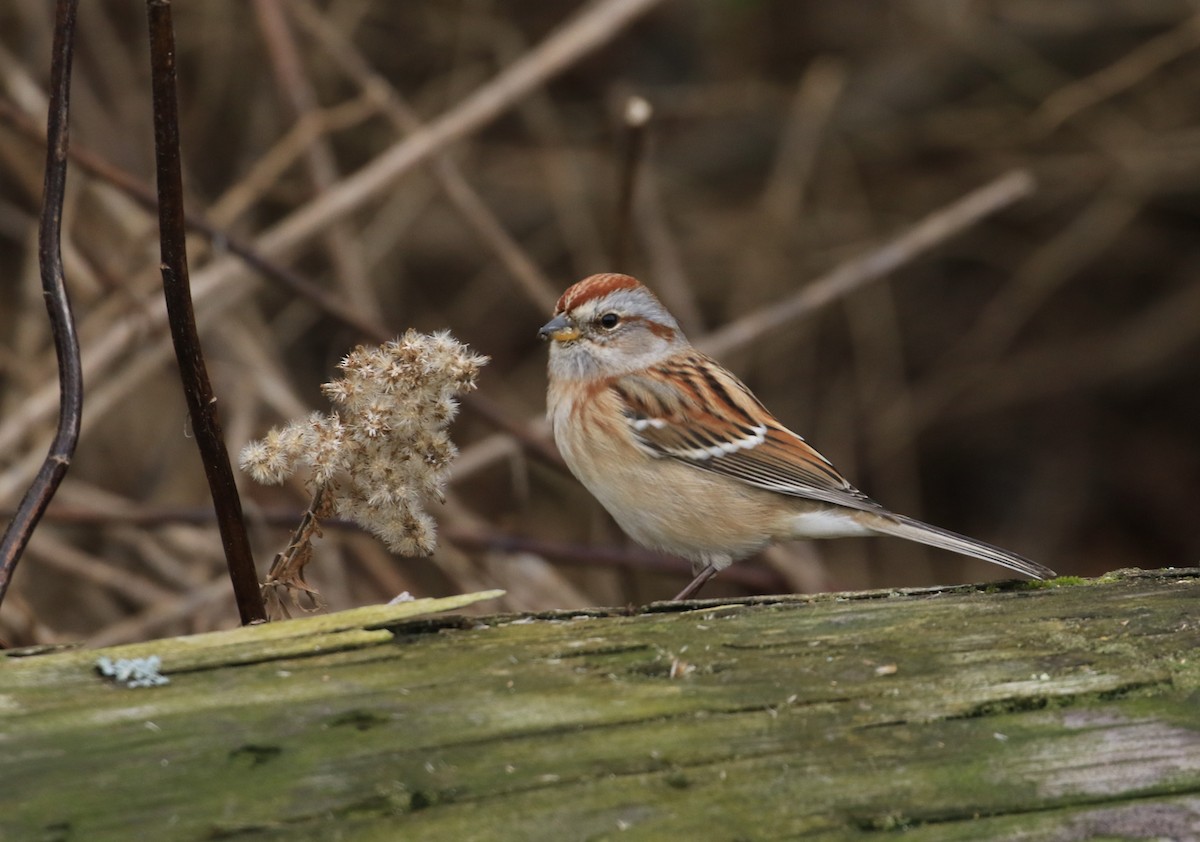 Пасовник північний - ML645842371