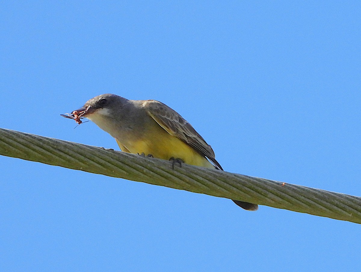 Cassin's Kingbird - ML645842373
