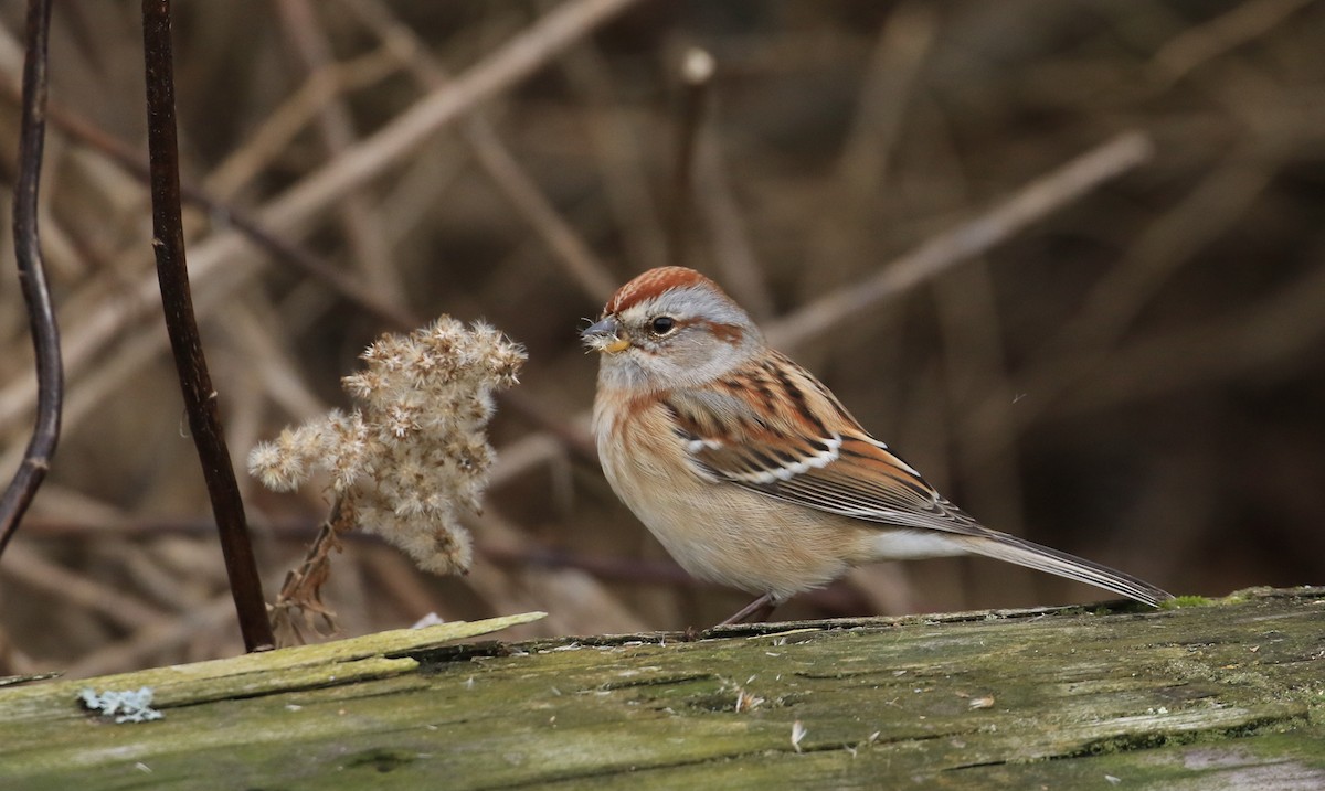 Пасовник північний - ML645842374