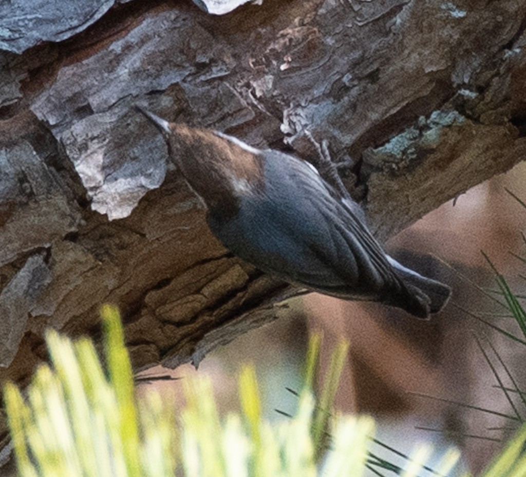 Sittelle à tête brune - ML645842375