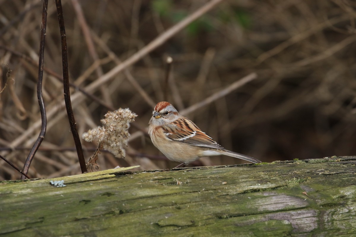 Пасовник північний - ML645842382