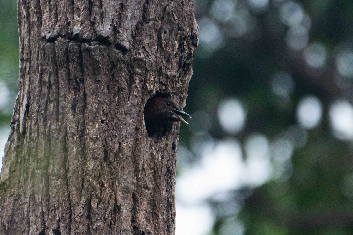 Kızıl Sarıense - ML645842383