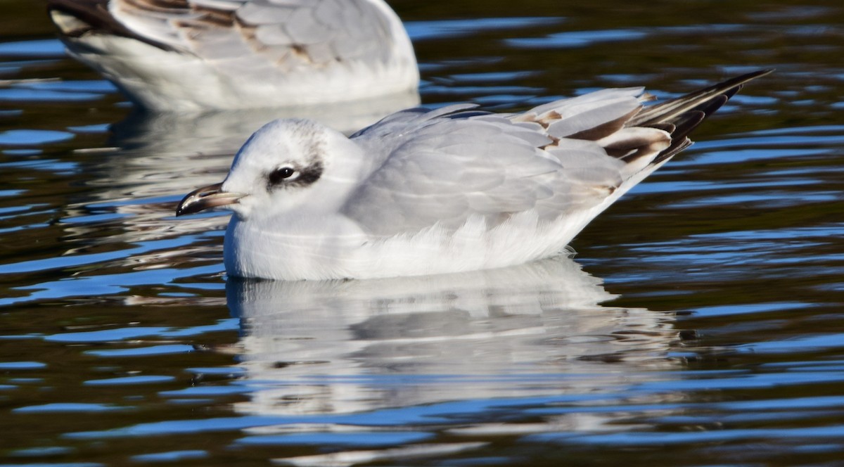 Mediterranean Gull - ML645842384