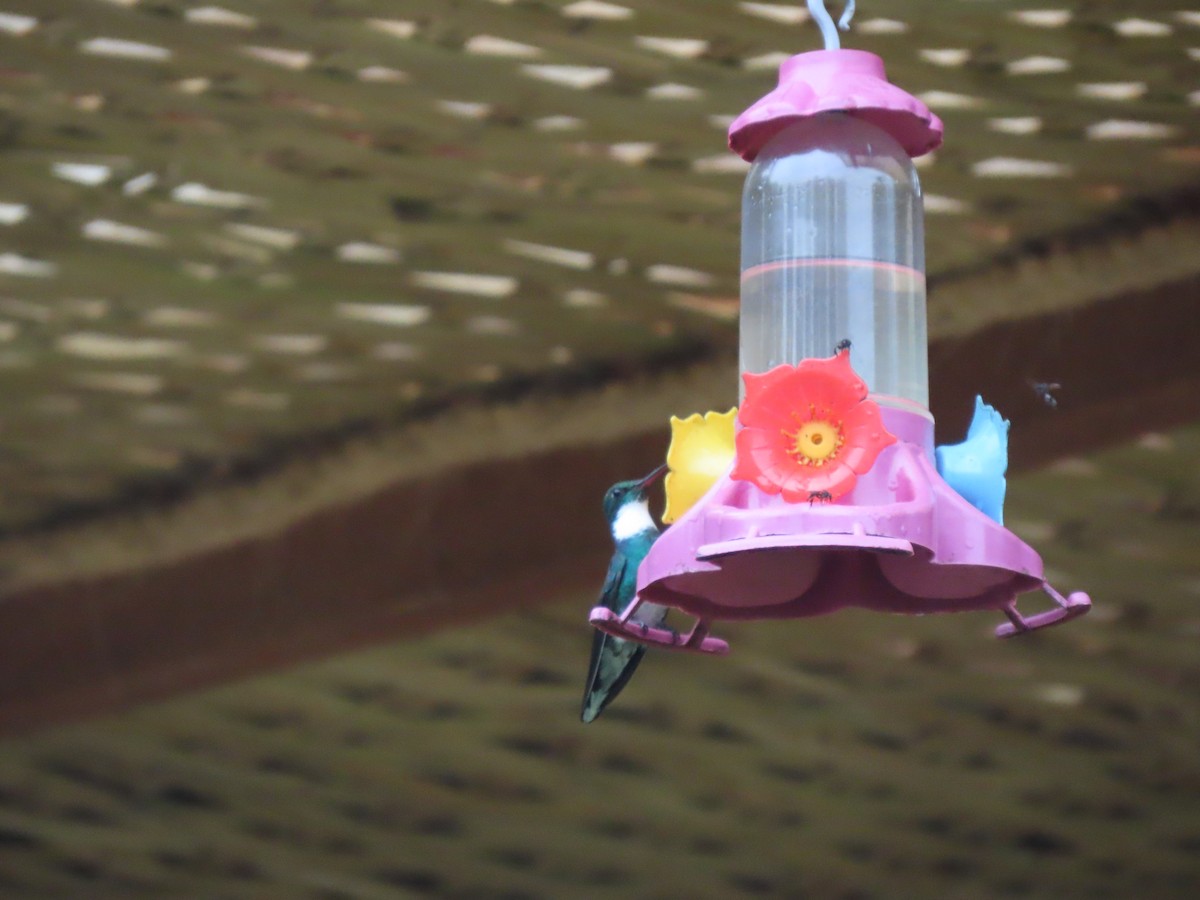 White-throated Hummingbird - ML645842386