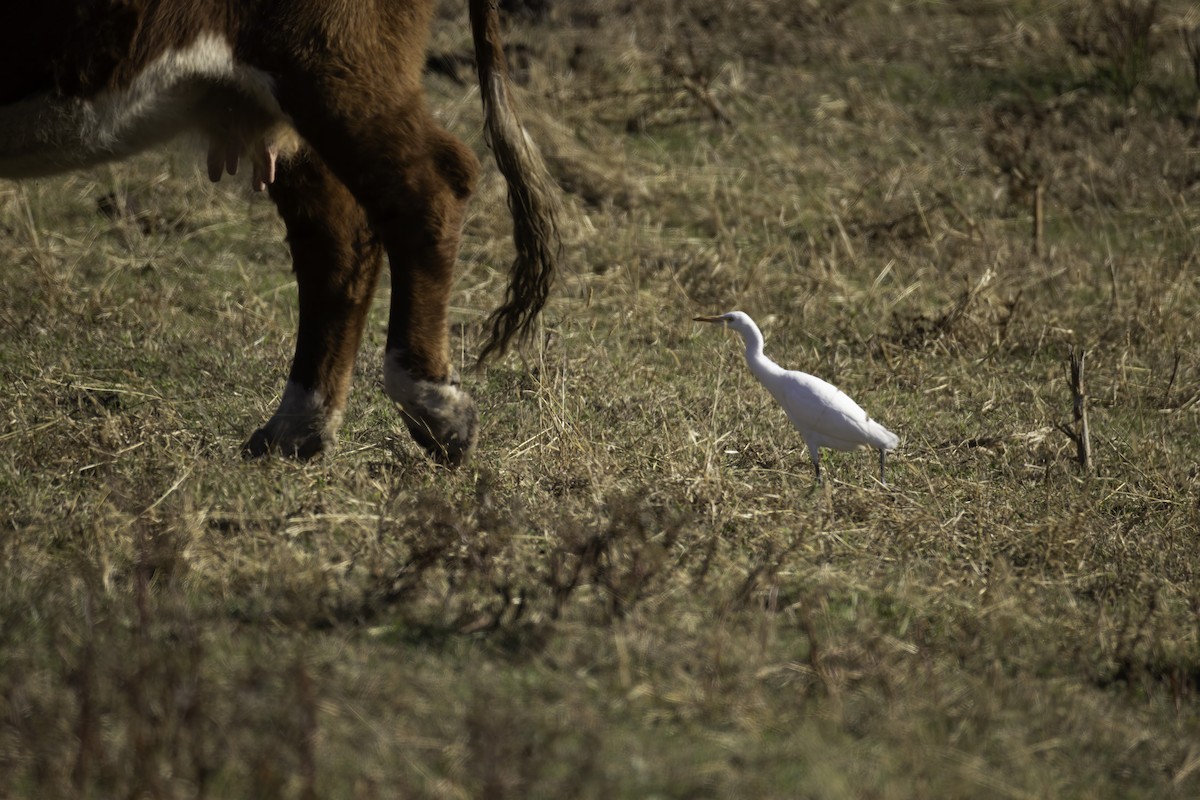 Western Cattle-Egret - ML645842387