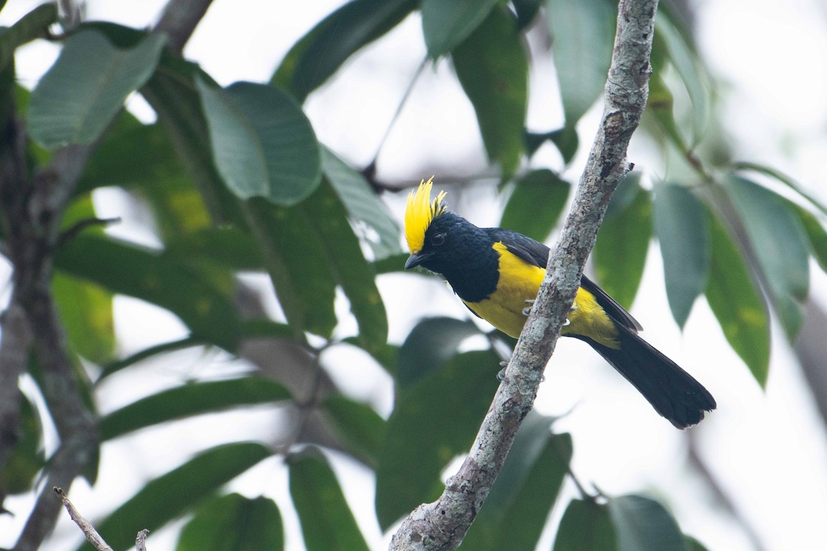 Sultan Tit (Yellow-crested) - ML645842391