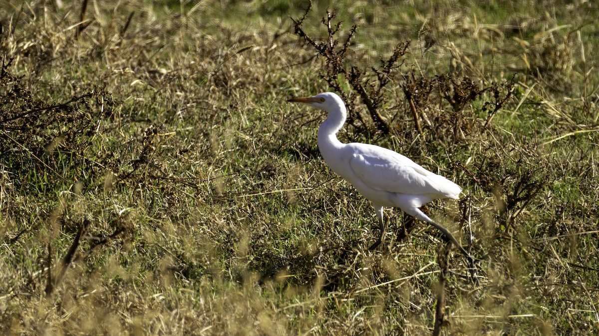 Western Cattle-Egret - ML645842392