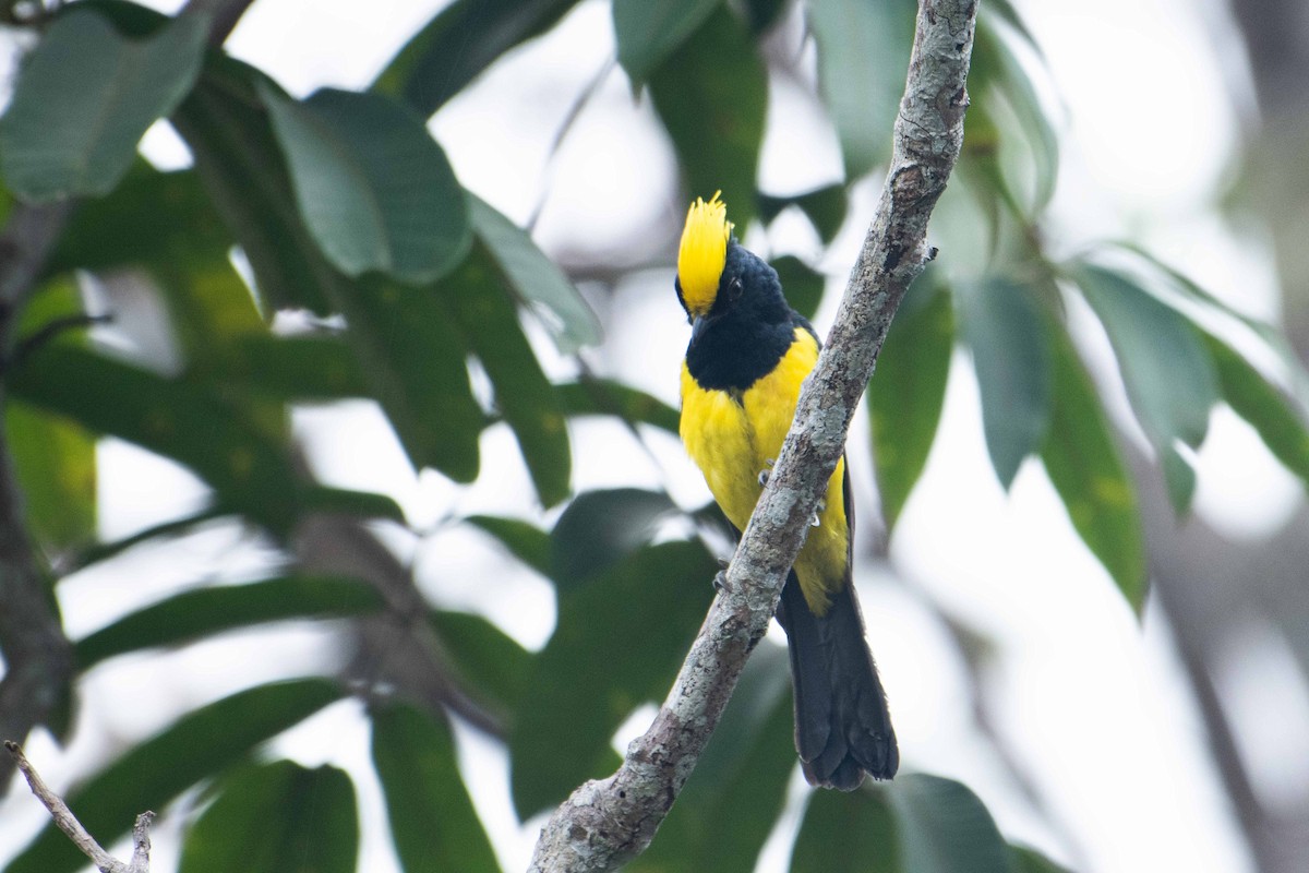 Sultan Tit (Yellow-crested) - ML645842393
