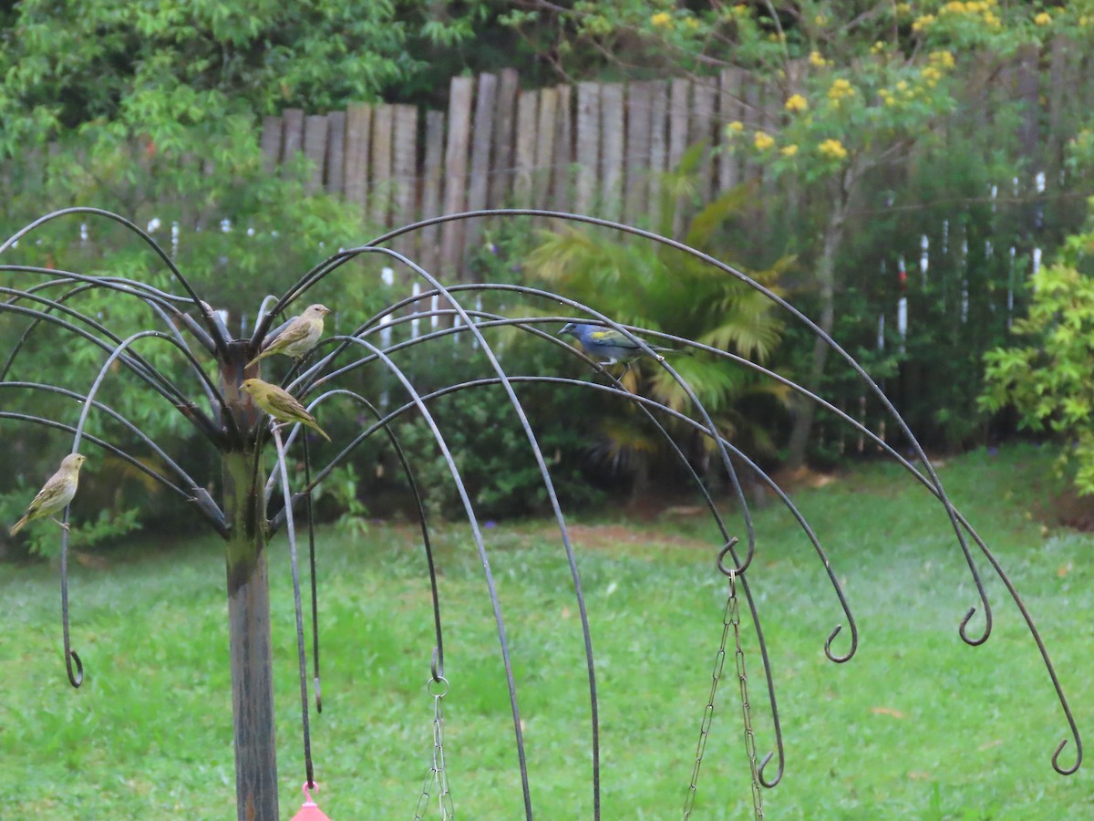 Golden-chevroned Tanager - ML645842395