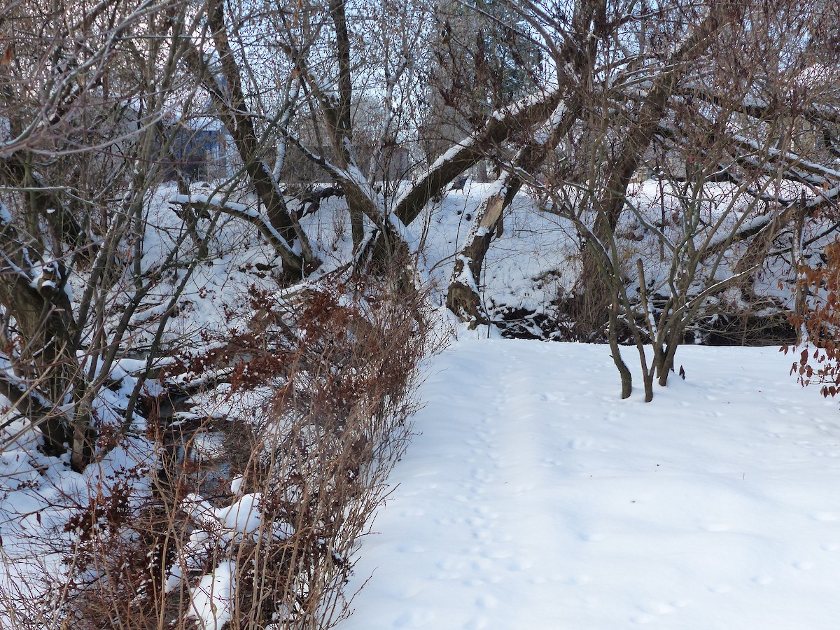 Wild Turkey - ML645842397