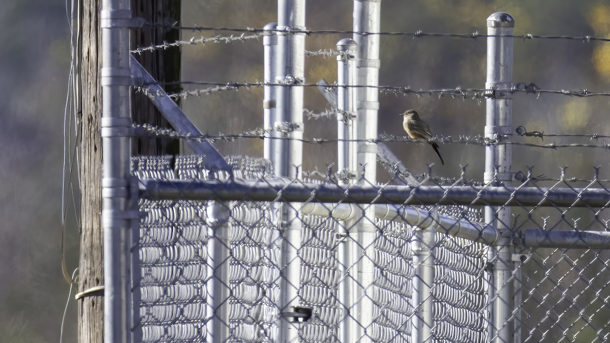 Say's Phoebe - ML645842402