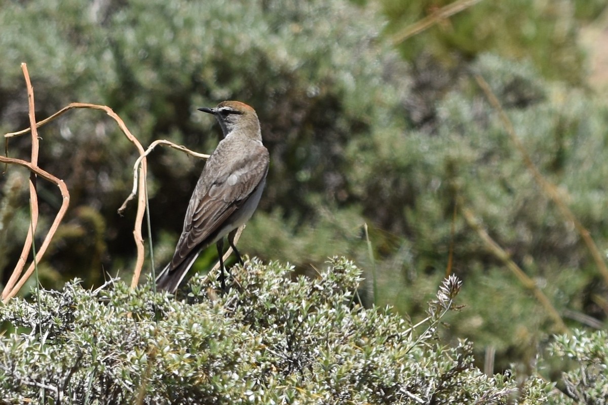 White-browed Ground-Tyrant - ML645842404