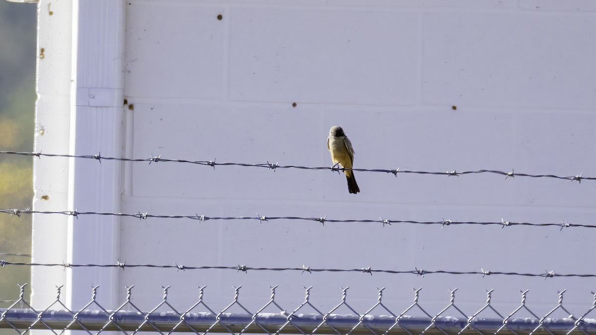 Say's Phoebe - ML645842405