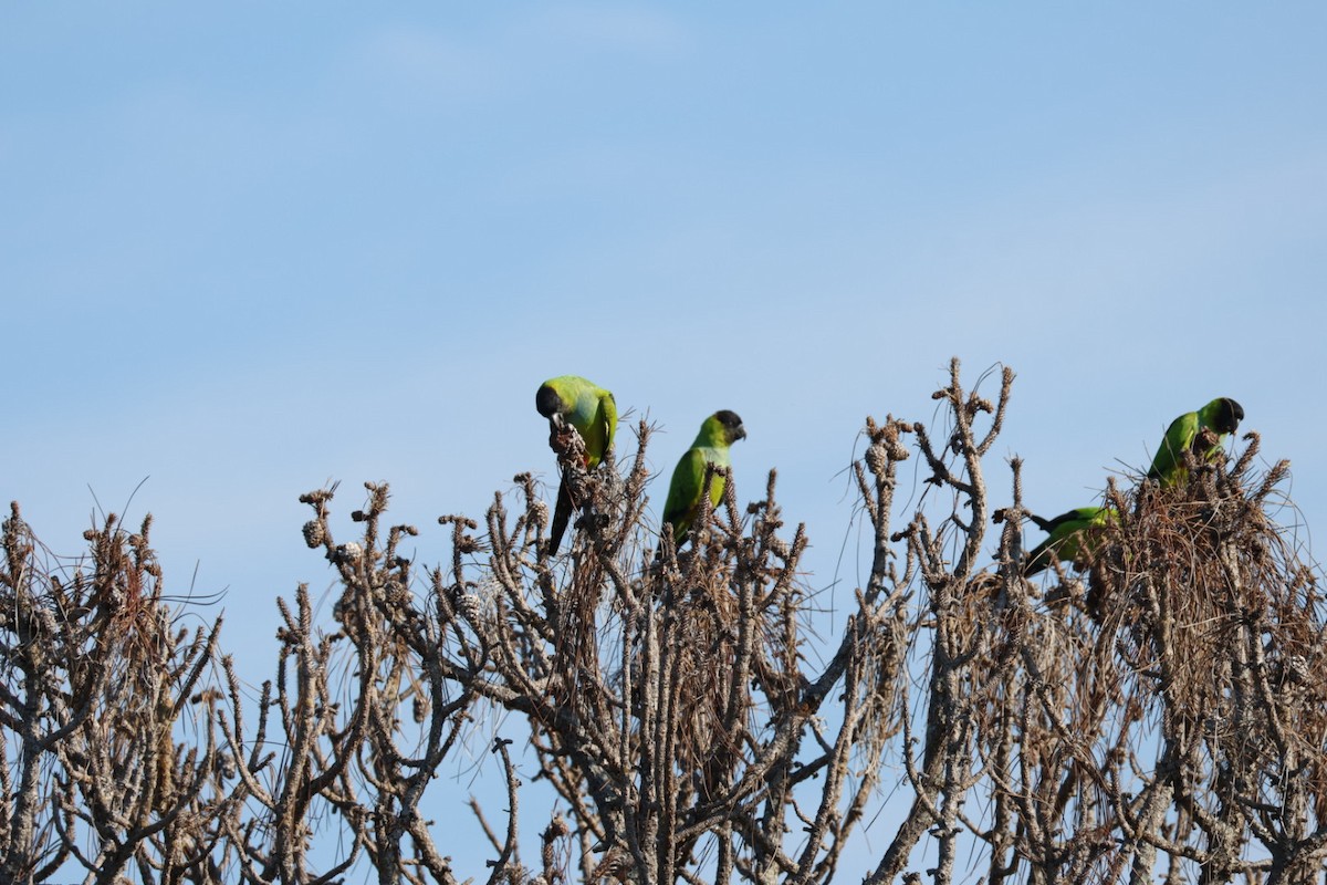 Nanday Parakeet - ML645842409