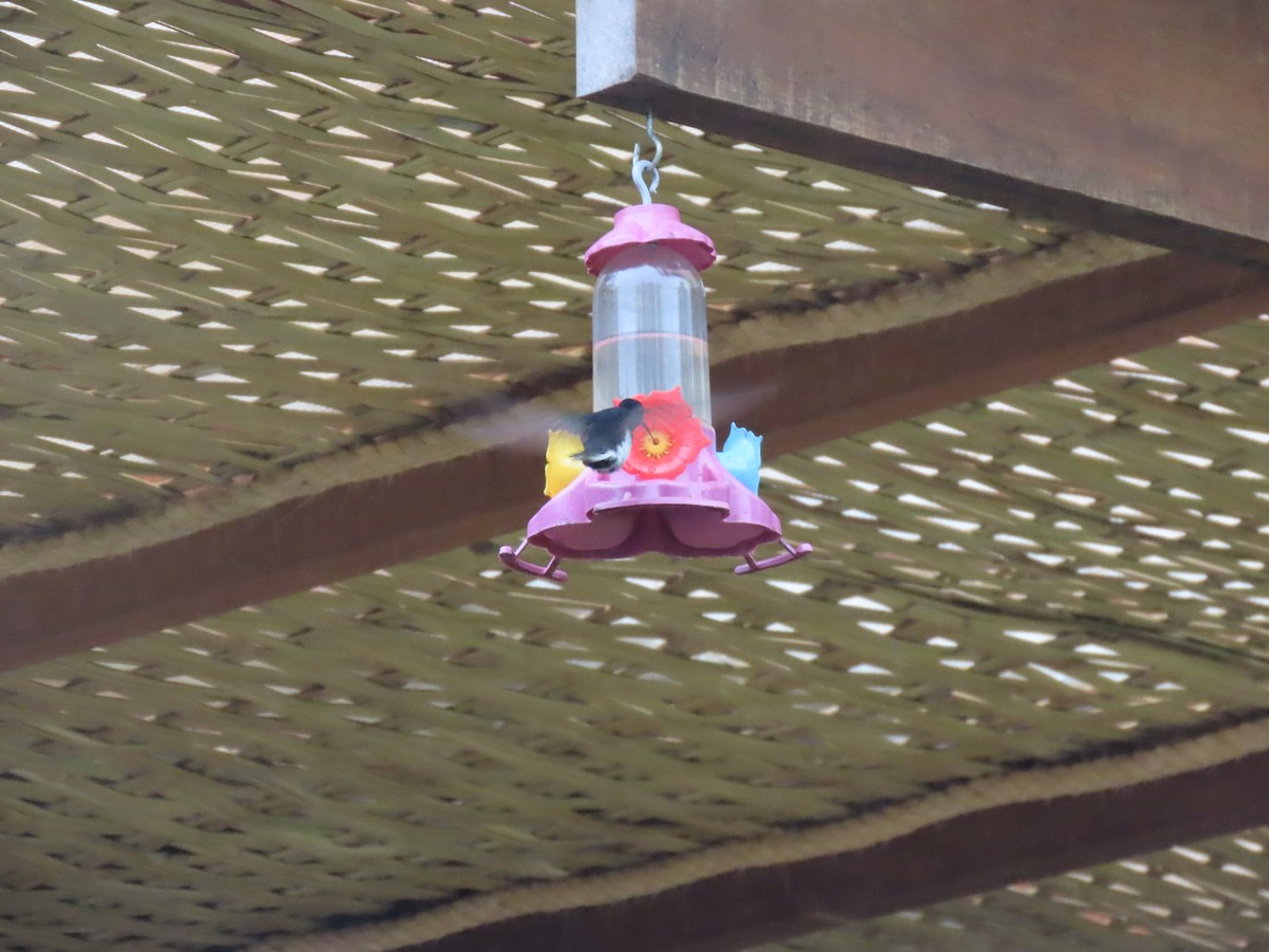 Black Jacobin - ML645842414