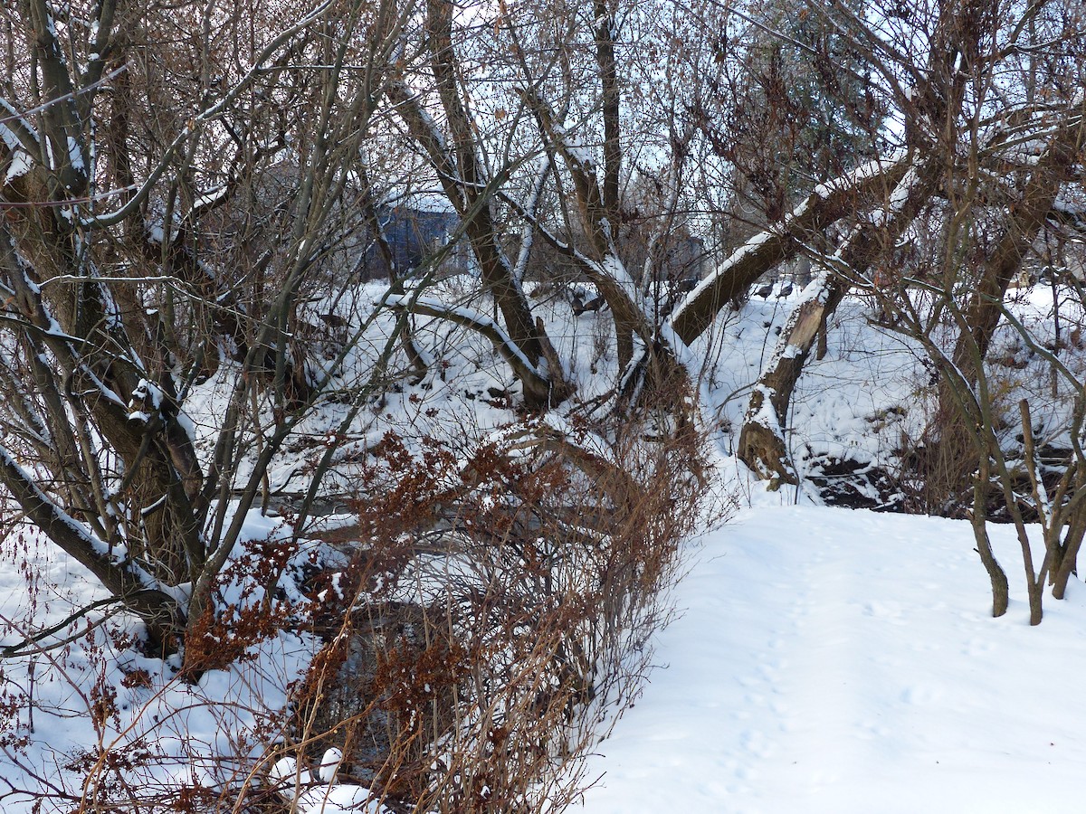 Wild Turkey - ML645842417