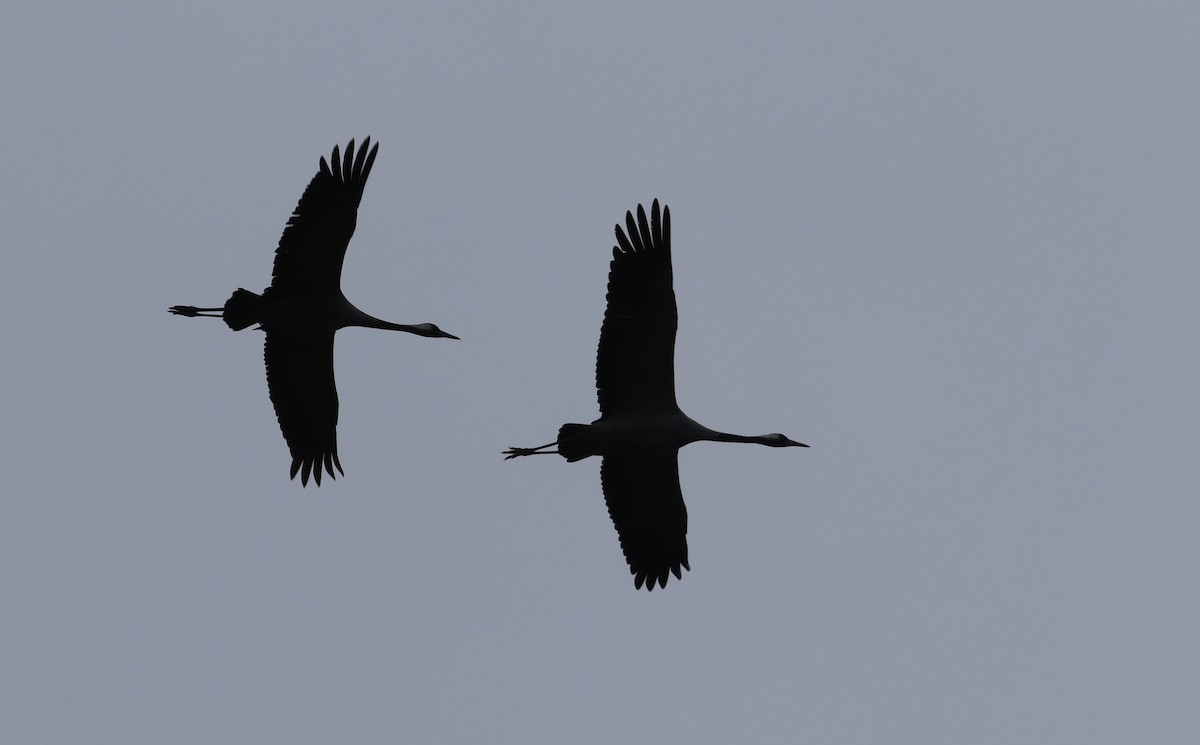 Common Crane - ML645842420