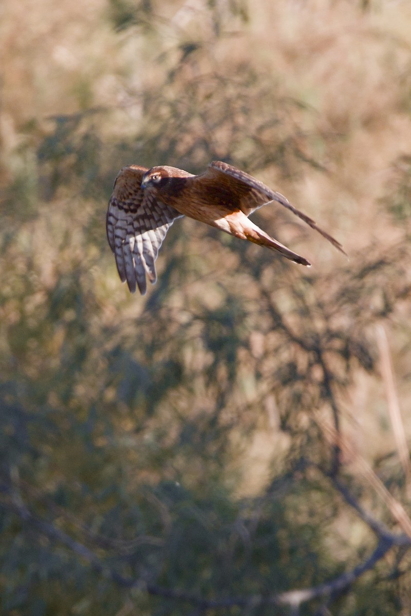 Лунь американський - ML645842422