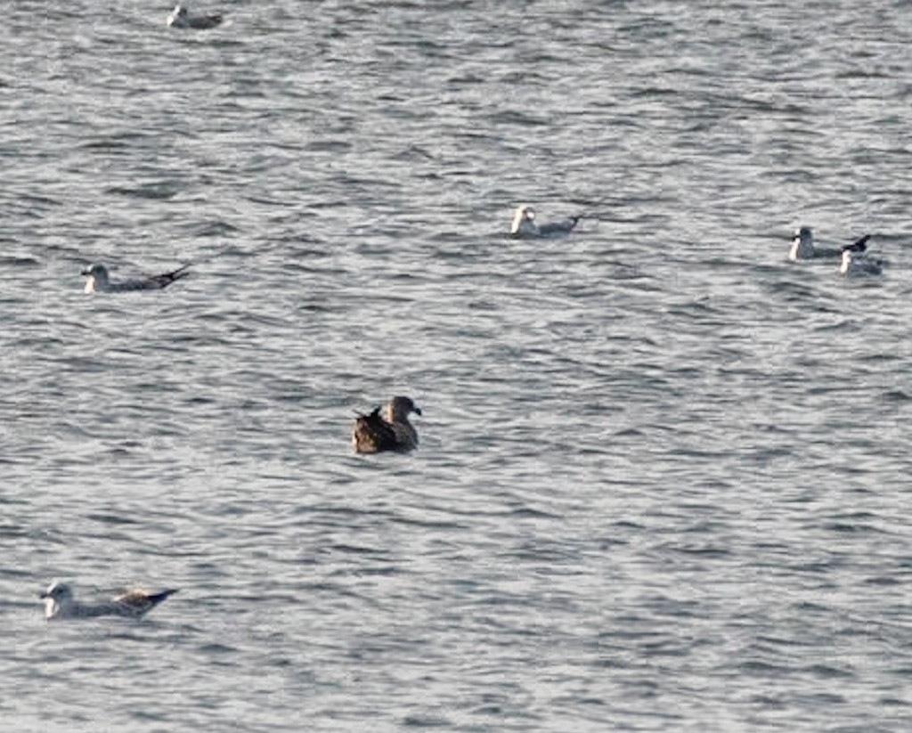 American Herring Gull - ML645842424