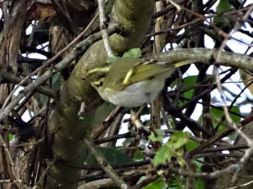 黃腰柳鶯 - ML645842427