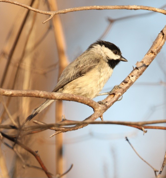 Carolina Chickadee - ML645842431