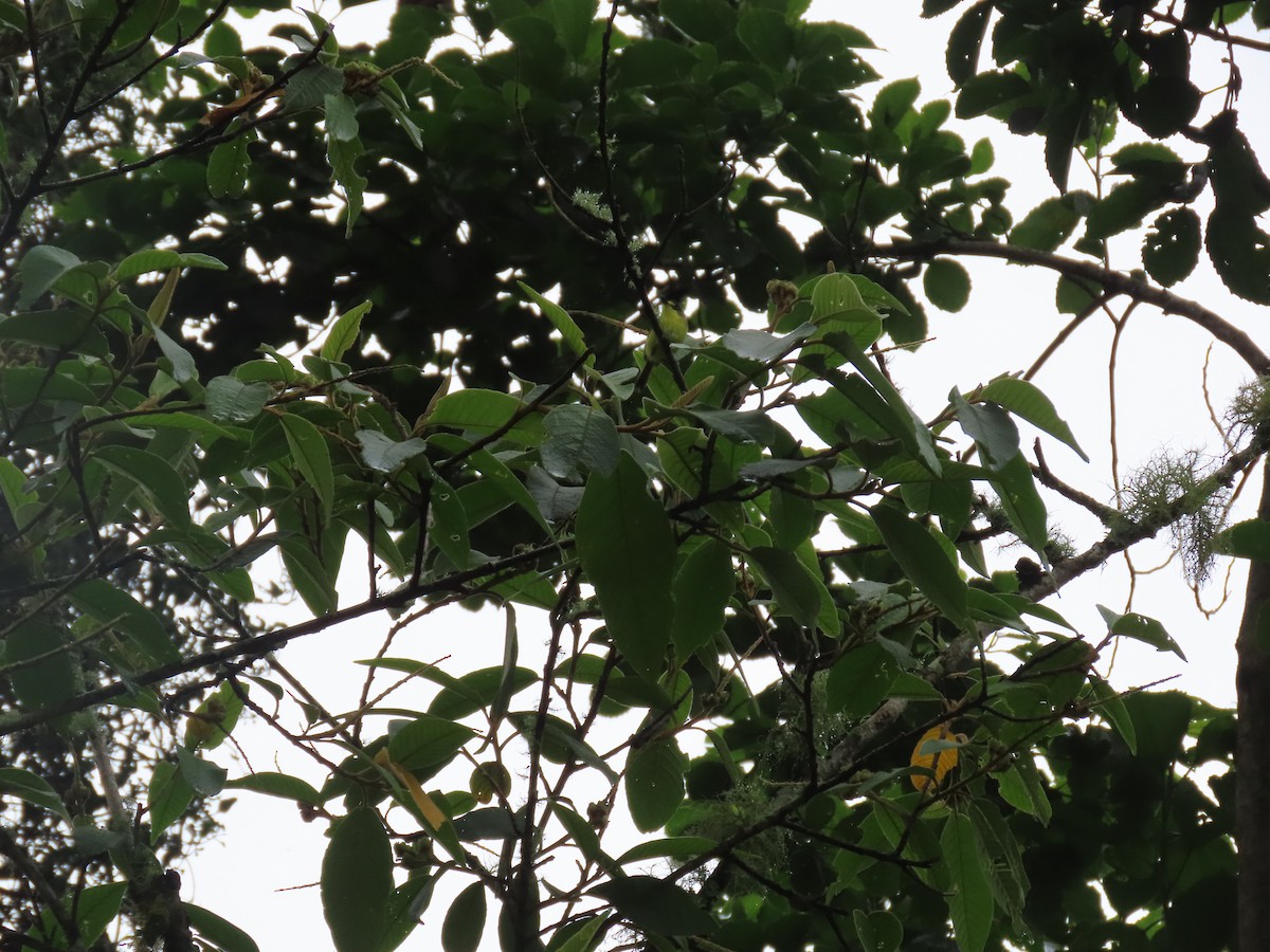 Gray-headed Tody-Flycatcher - ML645842432