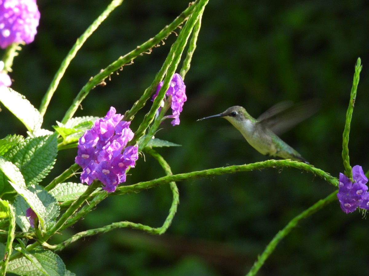 Колібрі рубіновогорлий - ML645842433